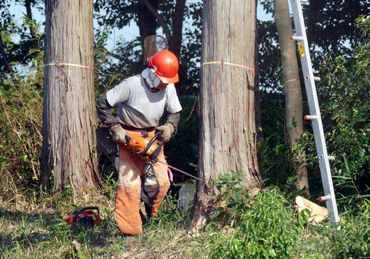 伐木等の業務に係る特別教育（大径木）